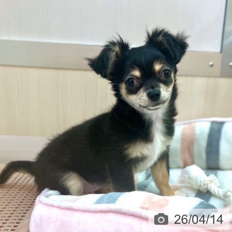 兵庫県のチワワ(ロング) (ペットプラス 姫路大津店/2026年1月7日生まれ/女の子/ブラックタン)の子犬の3枚目の画像