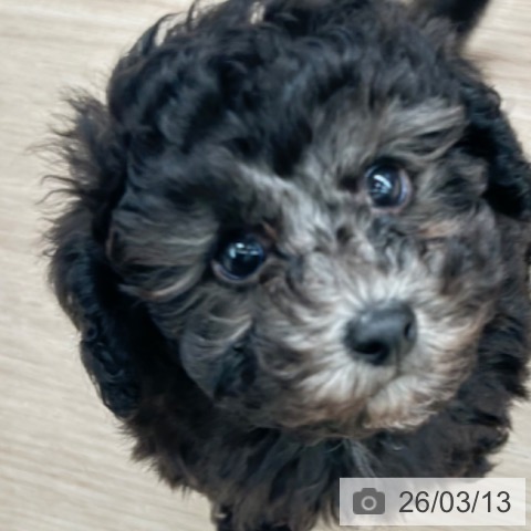 京都府のトイプードル(トイ) (ペットプラス 京都桂川店/2026年1月7日生まれ/男の子/シルバー)の子犬の4枚目の画像