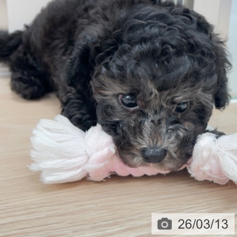 京都府のトイプードル(トイ) (ペットプラス 京都桂川店/2026年1月7日生まれ/男の子/シルバー)の子犬の3枚目の画像