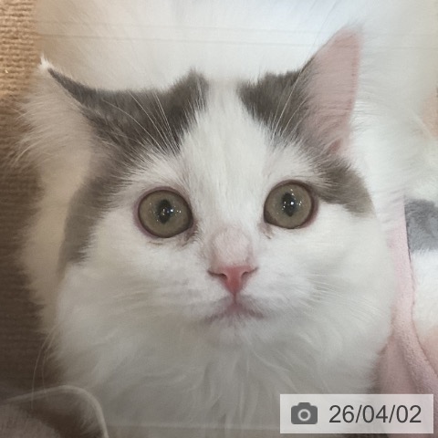 スコティッシュフォールドの写真