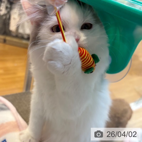 スコティッシュフォールドの写真