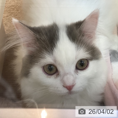 スコティッシュフォールドの写真