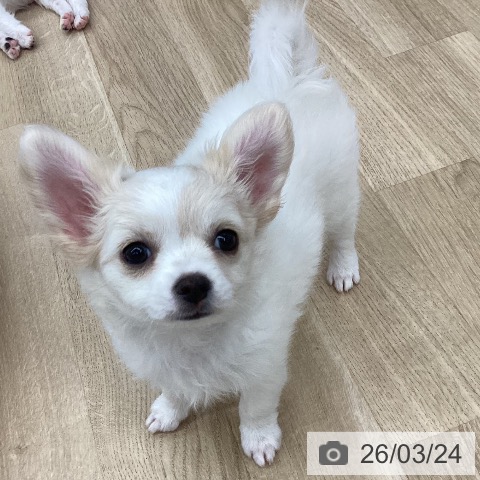 新潟県のチワワ(ロング) (ペットプラス 新潟南店/2026年1月6日生まれ/女の子/ホワイトクリーム)の子犬の3枚目の画像