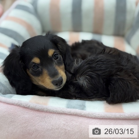 京都府のミニチュアダックスフンド(ロング) (ペットプラス 醍醐店/2026年1月6日生まれ/男の子/ブラックタン)の子犬の4枚目の画像