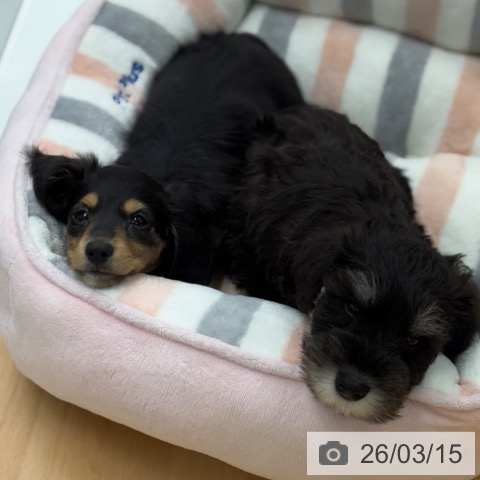 京都府のミニチュアダックスフンド(ロング) (ペットプラス 醍醐店/2026年1月6日生まれ/男の子/ブラックタン)の子犬の3枚目の画像