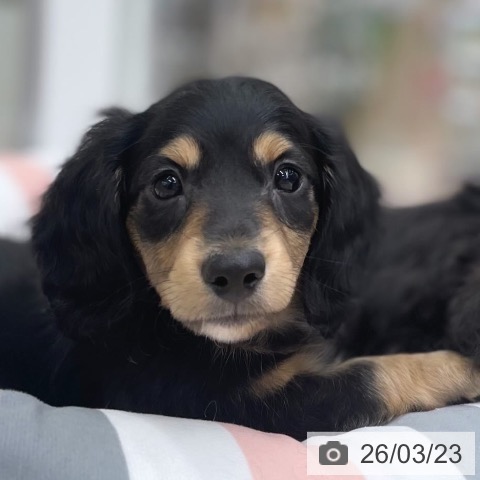 京都府のミニチュアダックスフンド(ロング) (ペットプラス 醍醐店/2026年1月6日生まれ/男の子/ブラックタン)の子犬の4枚目の画像