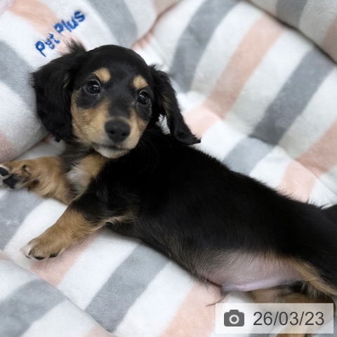 京都府のミニチュアダックスフンド(ロング) (ペットプラス 醍醐店/2026年1月6日生まれ/男の子/ブラックタン)の子犬の3枚目の画像