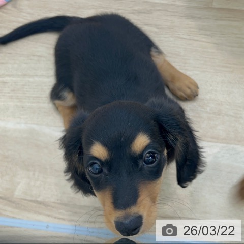 大阪府のミニチュアダックスフンド(ロング) (ペットプラス 松原店/2026年1月6日生まれ/女の子/ブラックタン)の子犬の3枚目の画像