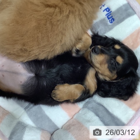 奈良県のミニチュアダックスフンド(ロング) (ペットプラス 大和郡山店/2026年1月6日生まれ/女の子/ブラックタン)の子犬の4枚目の画像