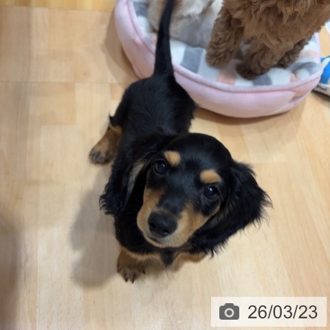 奈良県のミニチュアダックスフンド(ロング) (ペットプラス 大和郡山店/2026年1月6日生まれ/女の子/ブラックタン)の子犬の4枚目の画像