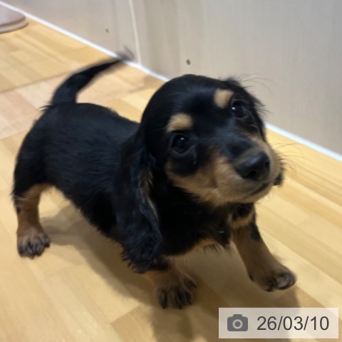 奈良県のミニチュアダックスフンド(ロング) (ペットプラス 大和郡山店/2026年1月6日生まれ/女の子/ブラックタン)の子犬の3枚目の画像