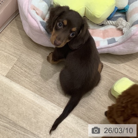 ミニチュア・ダックスフンドの写真