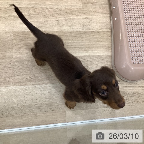 ミニチュア・ダックスフンドの写真