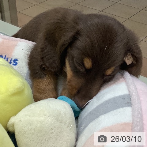 ミニチュア・ダックスフンドの写真