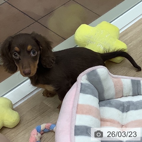 大阪府のミニチュアダックスフンド(ロング) (ペットプラス 鶴見店/2026年1月5日生まれ/男の子/ブラウンタン)の子犬の4枚目の画像