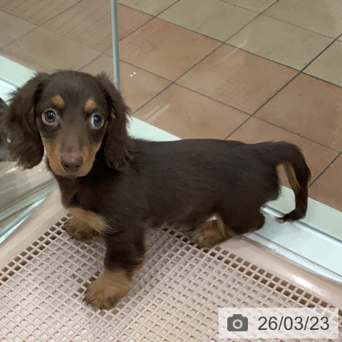 大阪府のミニチュアダックスフンド(ロング) (ペットプラス 鶴見店/2026年1月5日生まれ/男の子/ブラウンタン)の子犬の3枚目の画像