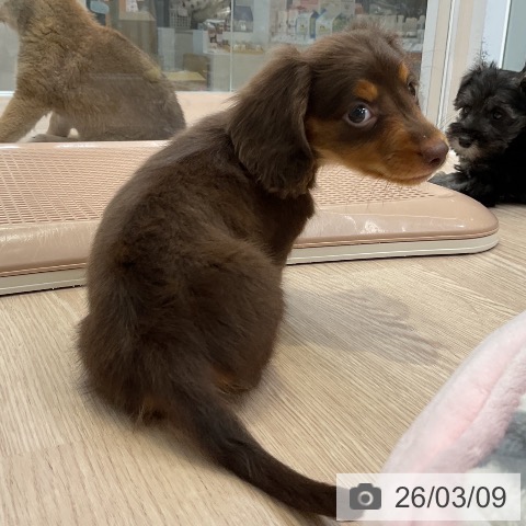 ミニチュア・ダックスフンドの写真