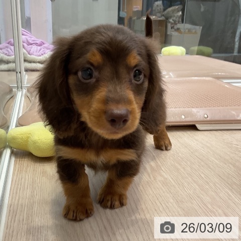 ミニチュア・ダックスフンドの写真