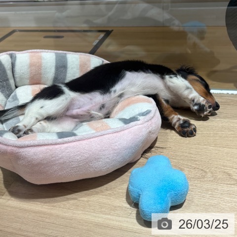 兵庫県のミニチュアダックスフンド(ロング) (ペットプラス 神戸三宮店/2026年1月5日生まれ/男の子/ブラックタンパイボールド)の子犬の3枚目の画像