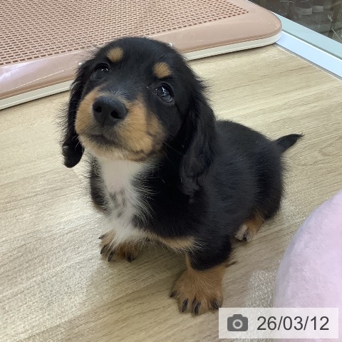 兵庫県のミニチュアダックスフンド(ロング) (ペットプラス 明石店/2026年1月7日生まれ/男の子/ブラックタン)の子犬の4枚目の画像