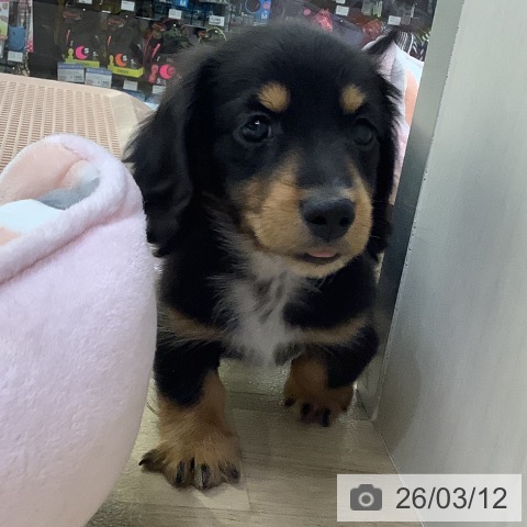 兵庫県のミニチュアダックスフンド(ロング) (ペットプラス 明石店/2026年1月7日生まれ/男の子/ブラックタン)の子犬の3枚目の画像