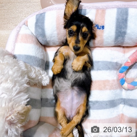 大阪府のミニチュアダックスフンド(ロング) (ペットプラス イオン大日店/2026年1月7日生まれ/女の子/シルバータンダップル)の子犬の4枚目の画像