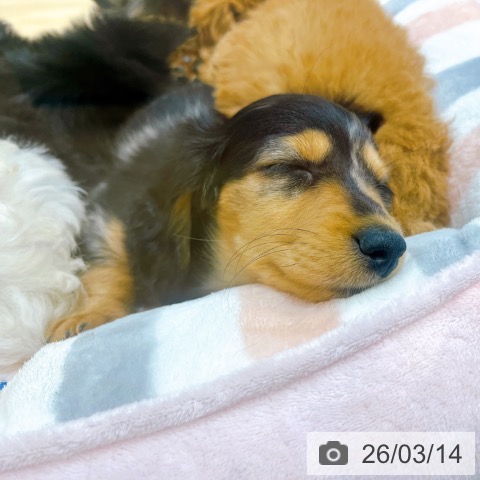 大阪府のミニチュアダックスフンド(ロング) (ペットプラス イオン大日店/2026年1月7日生まれ/女の子/シルバータンダップル)の子犬の3枚目の画像