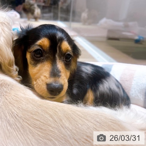 大阪府のミニチュアダックスフンド(ロング) (ペットプラス イオン大日店/2026年1月7日生まれ/女の子/シルバータンダップル)の子犬の3枚目の画像