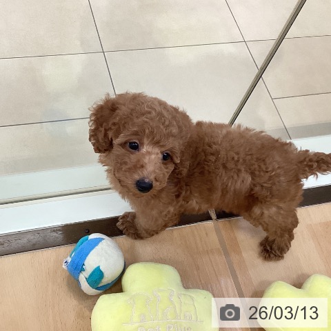新潟県のトイプードル(トイ) (ペットプラス 新潟青山店/2026年1月5日生まれ/男の子/レッドフォーン)の子犬の4枚目の画像