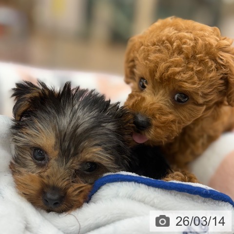 京都府のトイプードル(トイ) (ペットプラス 醍醐店/2026年1月6日生まれ/女の子/レッドフォーン)の子犬の4枚目の画像