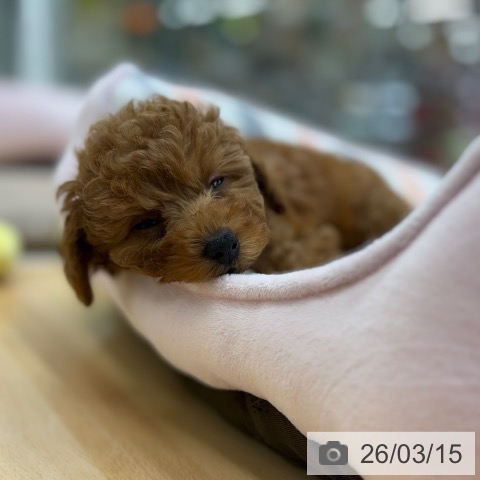 京都府のトイプードル(トイ) (ペットプラス 醍醐店/2026年1月6日生まれ/女の子/レッドフォーン)の子犬の3枚目の画像