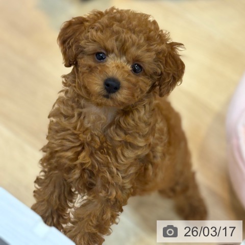 京都府のトイプードル(トイ) (ペットプラス イオンモールKYOTO店/2026年1月6日生まれ/女の子/レッドフォーン)の子犬の3枚目の画像