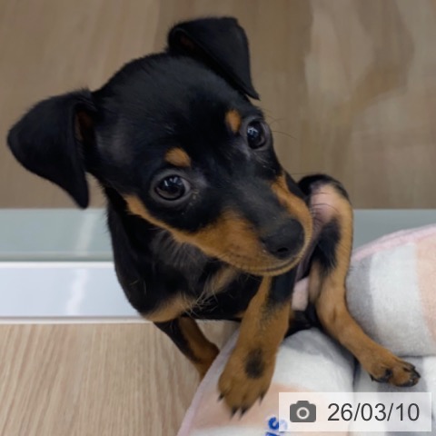 京都府のミニチュアピンシャー (ペットプラス 京都桂川店/2026年1月3日生まれ/女の子/ブラックタン)の子犬の4枚目の画像