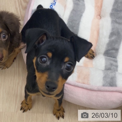 京都府のミニチュアピンシャー (ペットプラス 京都桂川店/2026年1月3日生まれ/女の子/ブラックタン)の子犬の3枚目の画像