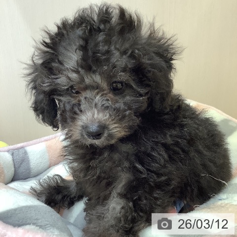兵庫県のトイプードル(トイ) (ペットプラス 明石店/2026年1月7日生まれ/男の子/シルバー)の子犬の4枚目の画像