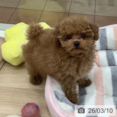 トイ・プードルの写真