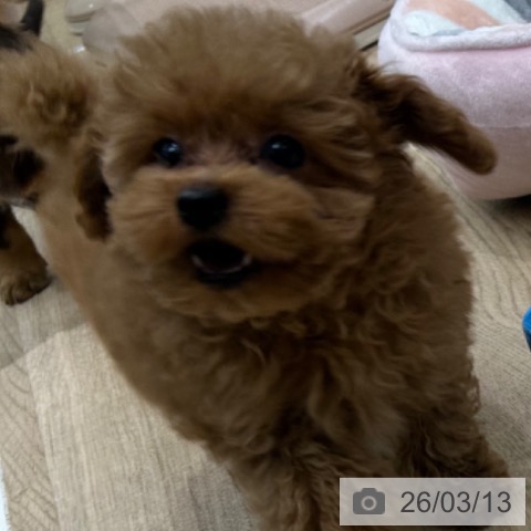 トイ・プードルの写真