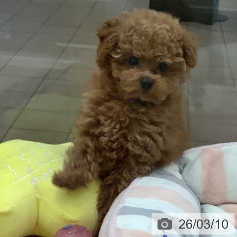 トイ・プードルの写真