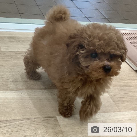 トイ・プードルの写真