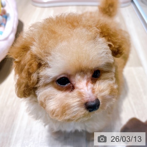 大阪府のトイプードル(トイ) (ペットプラス イオン大日店/2025年12月26日生まれ/男の子/オレンジフォーン)の子犬の4枚目の画像