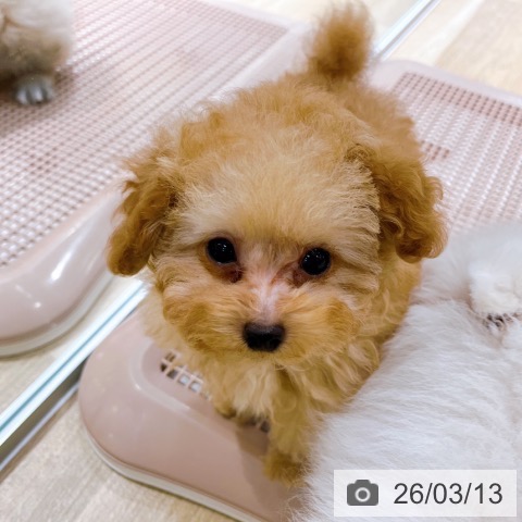 大阪府のトイプードル(トイ) (ペットプラス イオン大日店/2025年12月26日生まれ/男の子/オレンジフォーン)の子犬の3枚目の画像