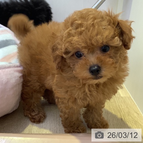 兵庫県のトイプードル(トイ) (ペットプラス 明石店/2026年1月7日生まれ/男の子/レッドフォーン)の子犬の4枚目の画像