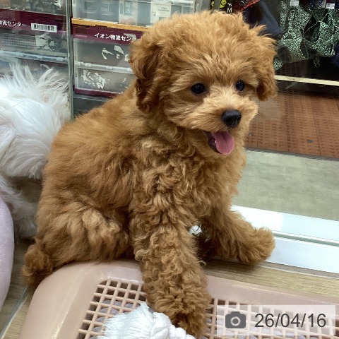 兵庫県のトイプードル(トイ) (ペットプラス 明石店/2026年1月7日生まれ/男の子/レッドフォーン)の子犬の4枚目の画像