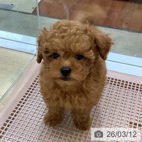 兵庫県のトイプードル(トイ) (ペットプラス 明石店/2026年1月7日生まれ/男の子/レッドフォーン)の子犬の3枚目の画像