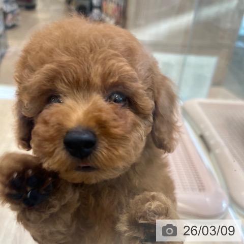 大阪府のトイプードル(トイ) (ペットプラス 堺北花田店/2026年1月7日生まれ/男の子/レッドフォーン)の子犬の4枚目の画像
