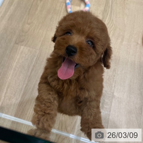 大阪府のトイプードル(トイ) (ペットプラス 堺北花田店/2026年1月7日生まれ/男の子/レッドフォーン)の子犬の3枚目の画像