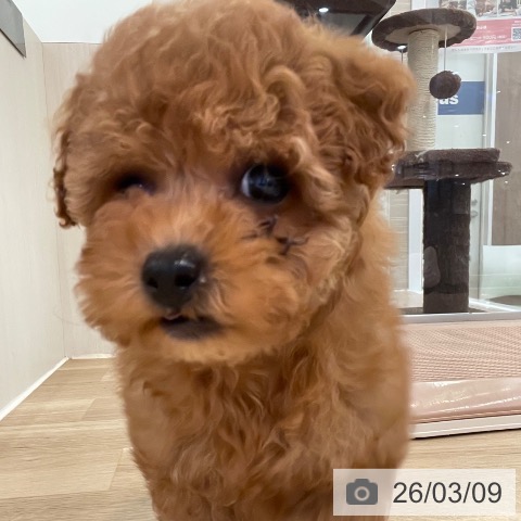 大阪府のトイプードル(トイ) (ペットプラス 大阪ドームシティ店/2026年1月7日生まれ/女の子/レッドフォーン)の子犬の4枚目の画像