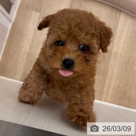 トイ・プードルの写真