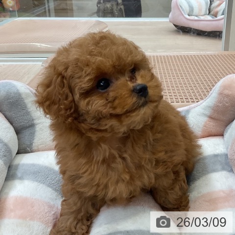 トイ・プードルの写真