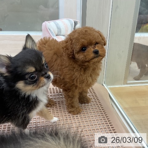 トイ・プードルの写真